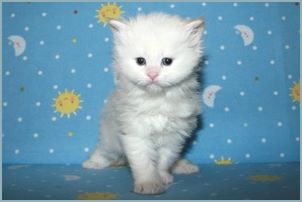 Male Siberian Kitten from Deedlebug Siberians